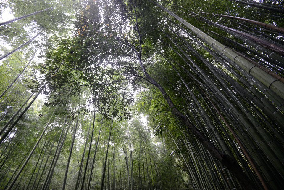 bamboo forest in arashiyama district